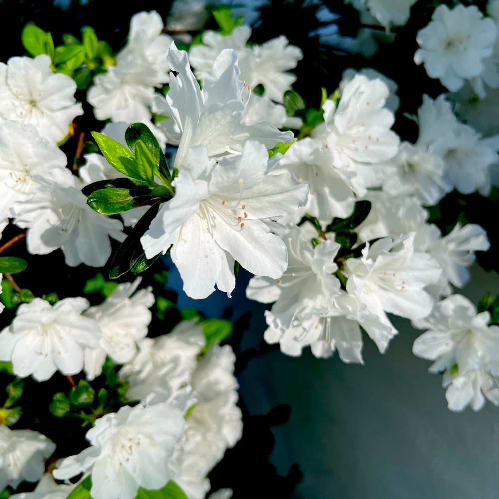 Meet your Posher, Tracey